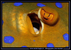 The Eye of a spotted Ray... :O).. by Michel Lonfat 